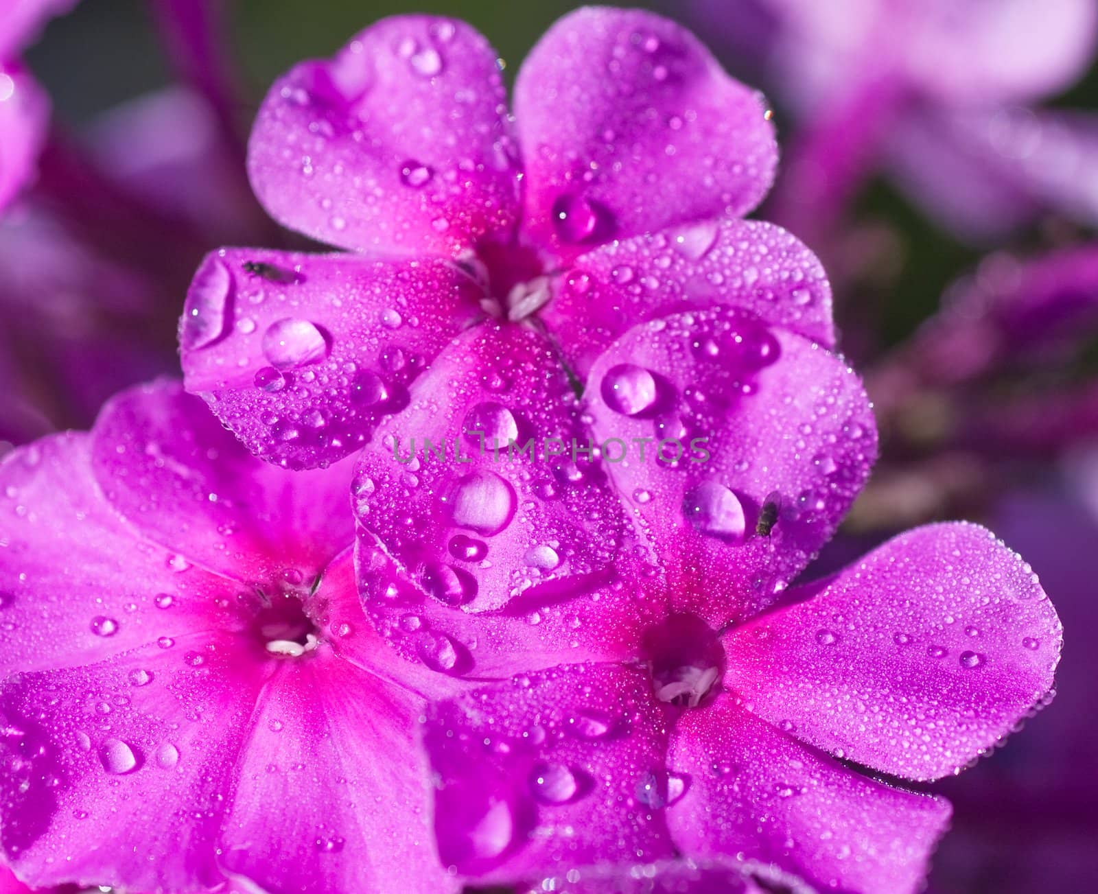 Beautiful pink phlox covered with dew in the morning light