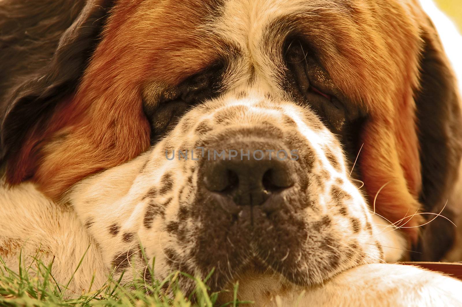 Portrait of dog lying on grass