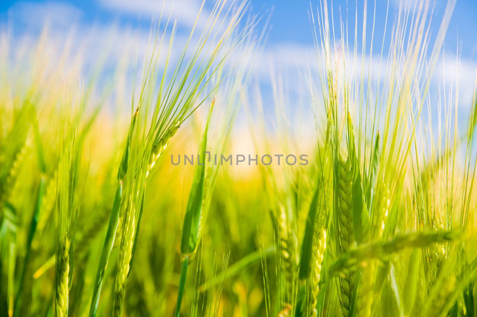 Wheat field. Sunny agriculture landscape