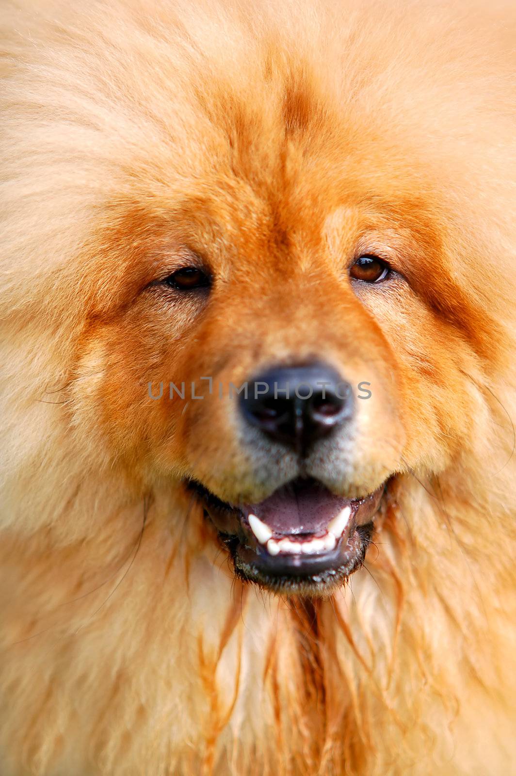 Portrait of beautiful dog  by photocreo