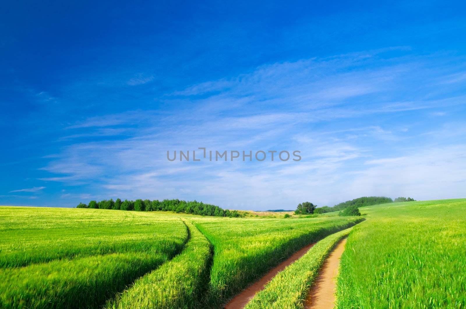 Summer landscape. Green field, trees and blue sky