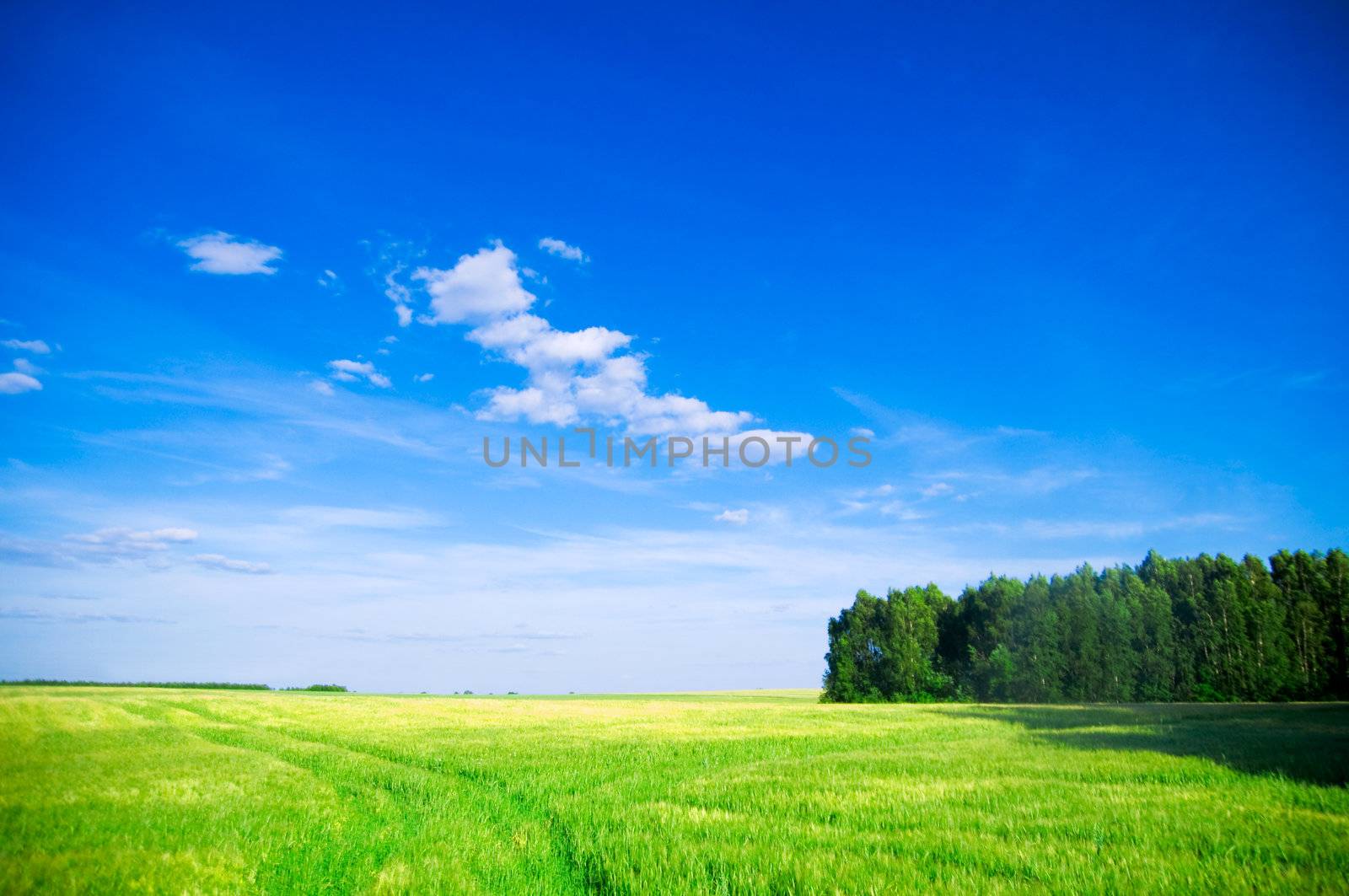 Summer landscape by photocreo