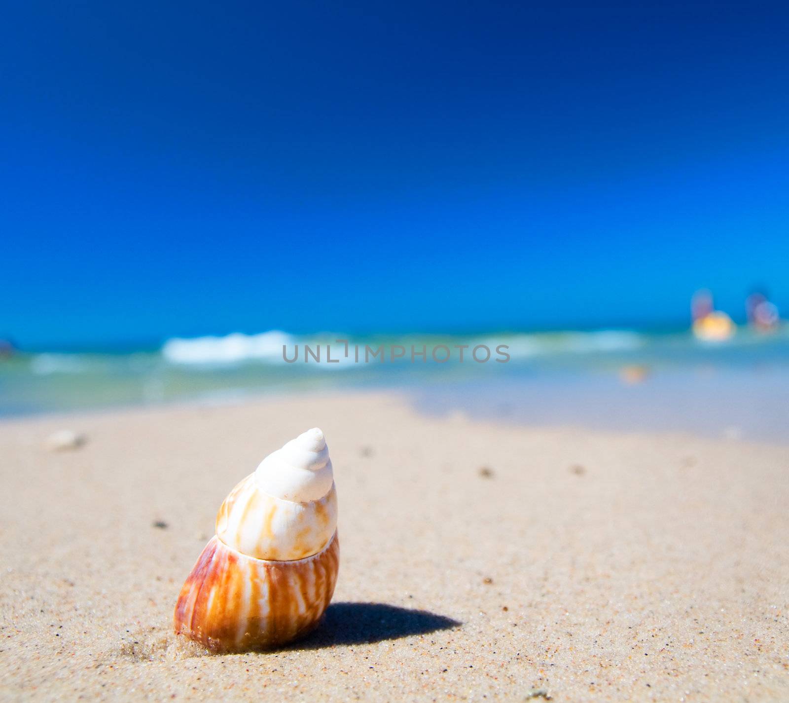 Sea schell on the sunny beach