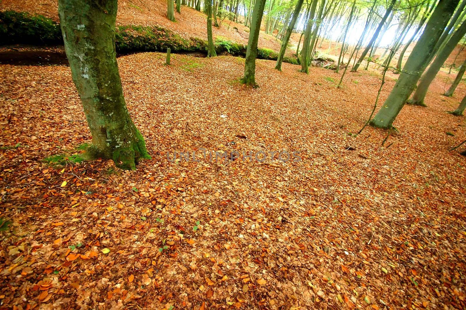 Beautiful clean autumn park with bright colours and many leaves