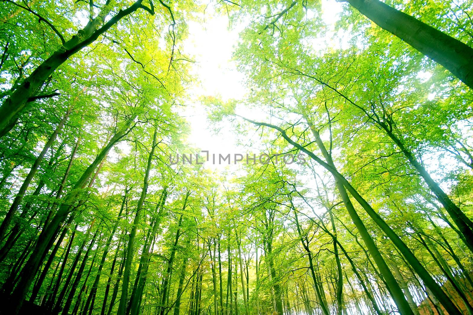 Green forest by photocreo