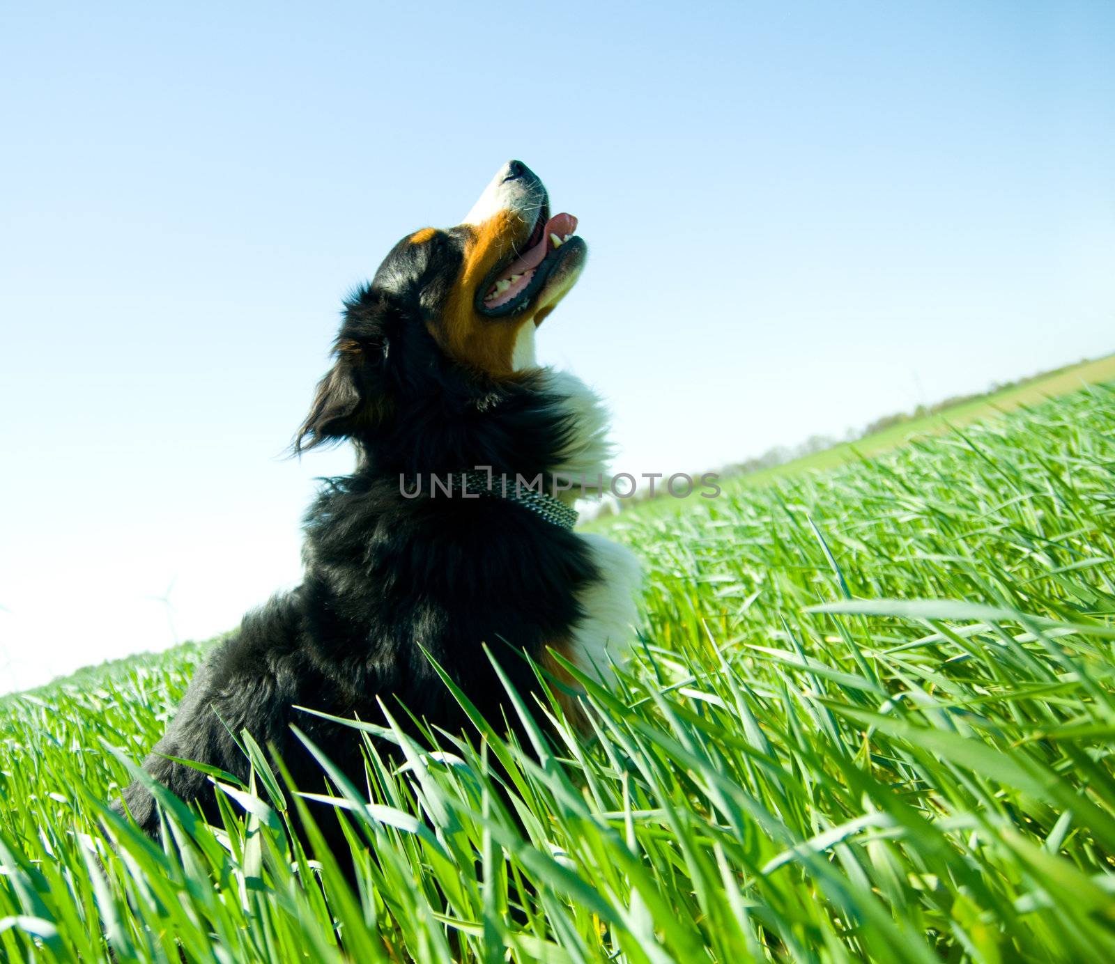 A cute, healthy dog on the field. Bernese dog