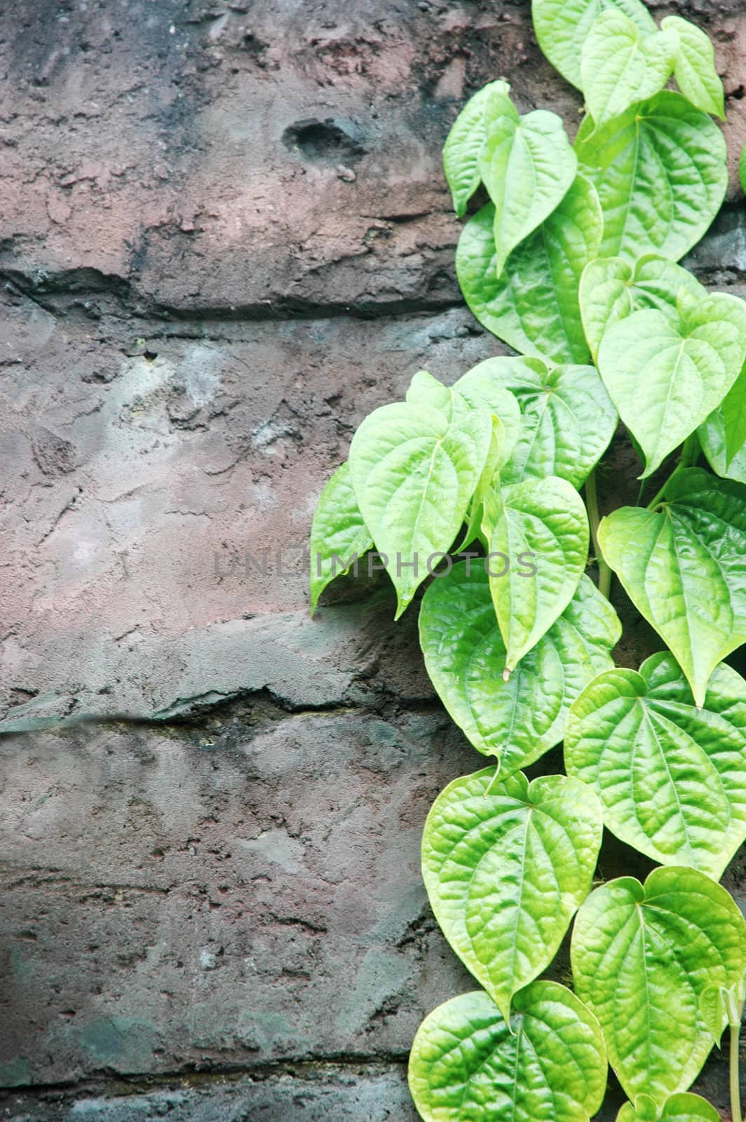 strands of green leaves on the wall