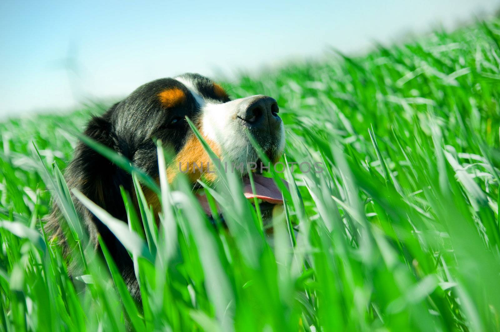 A cute dog in the grass by photocreo