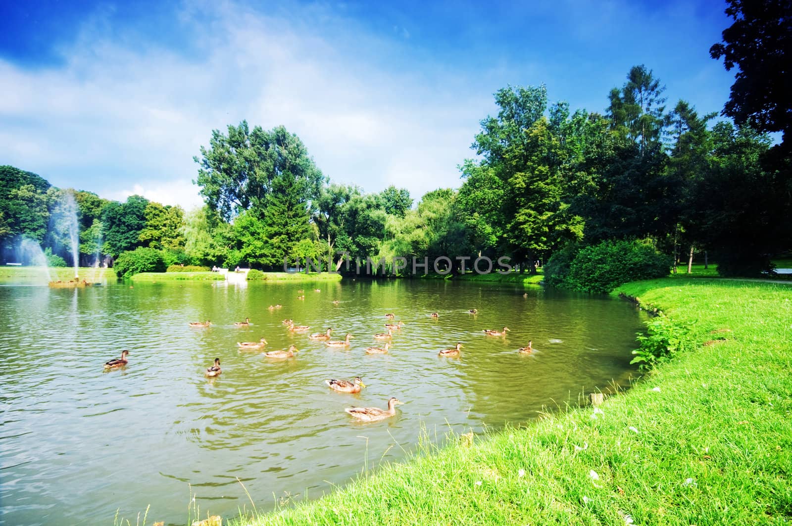 Charming summer park with pond