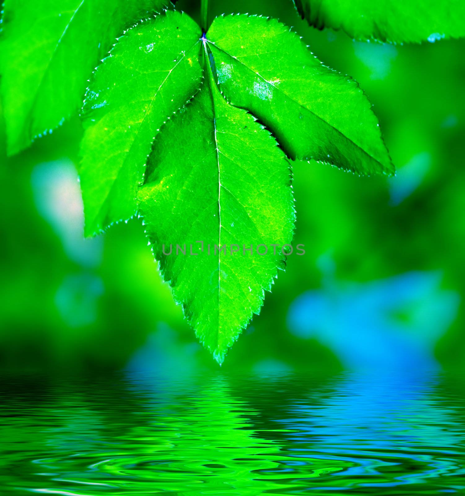 Natural leaves background. Green, fresh and ready to use.