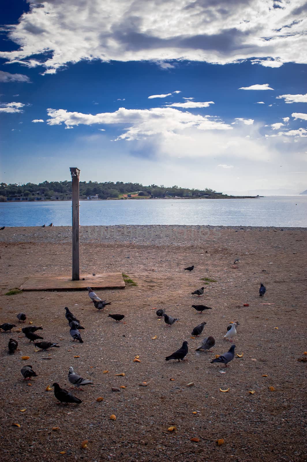 Pigeons at the beach eating under a strong blue sky