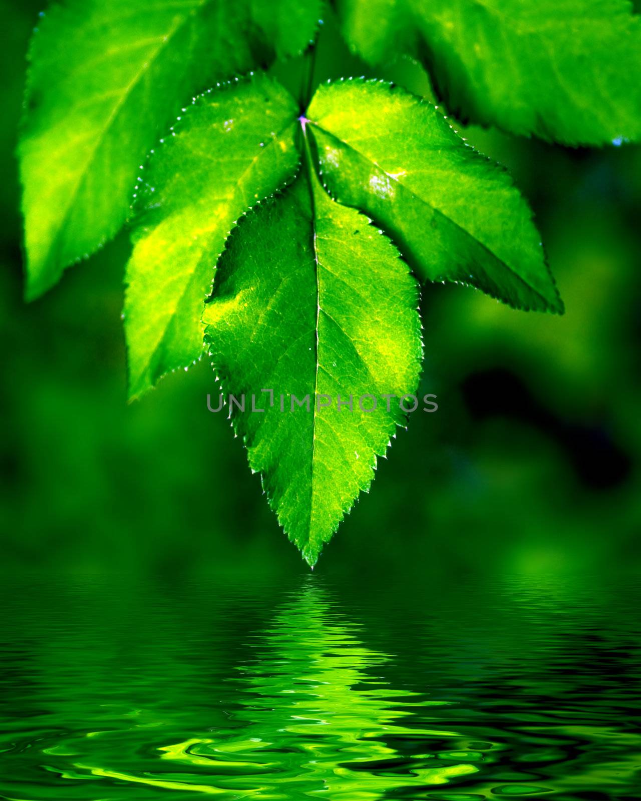 Natural leaves background by photocreo