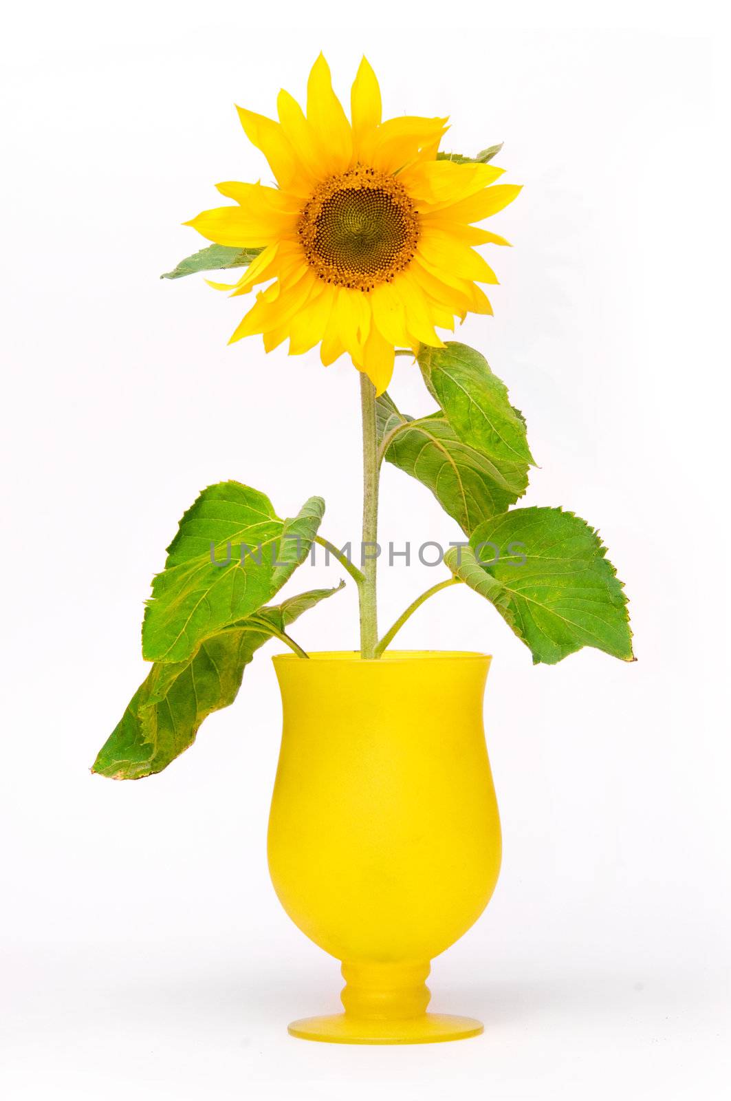 Sunflower in flowerpot by photocreo