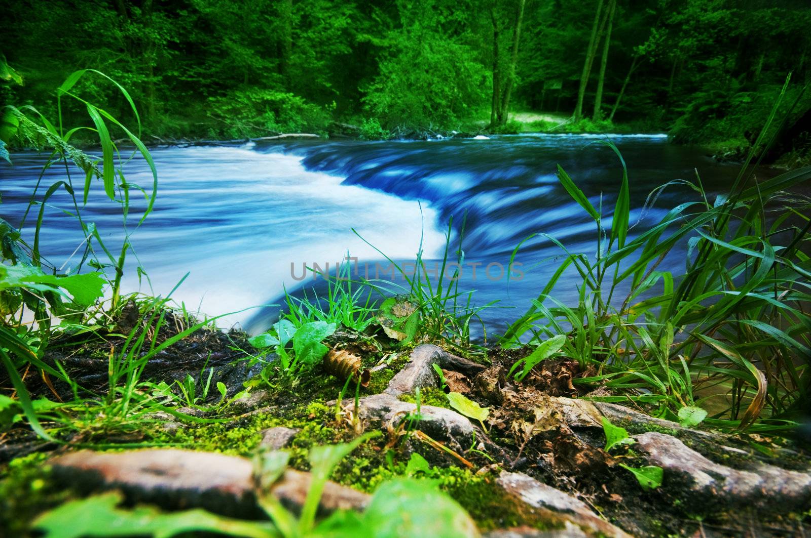 Fast stream running in the forest