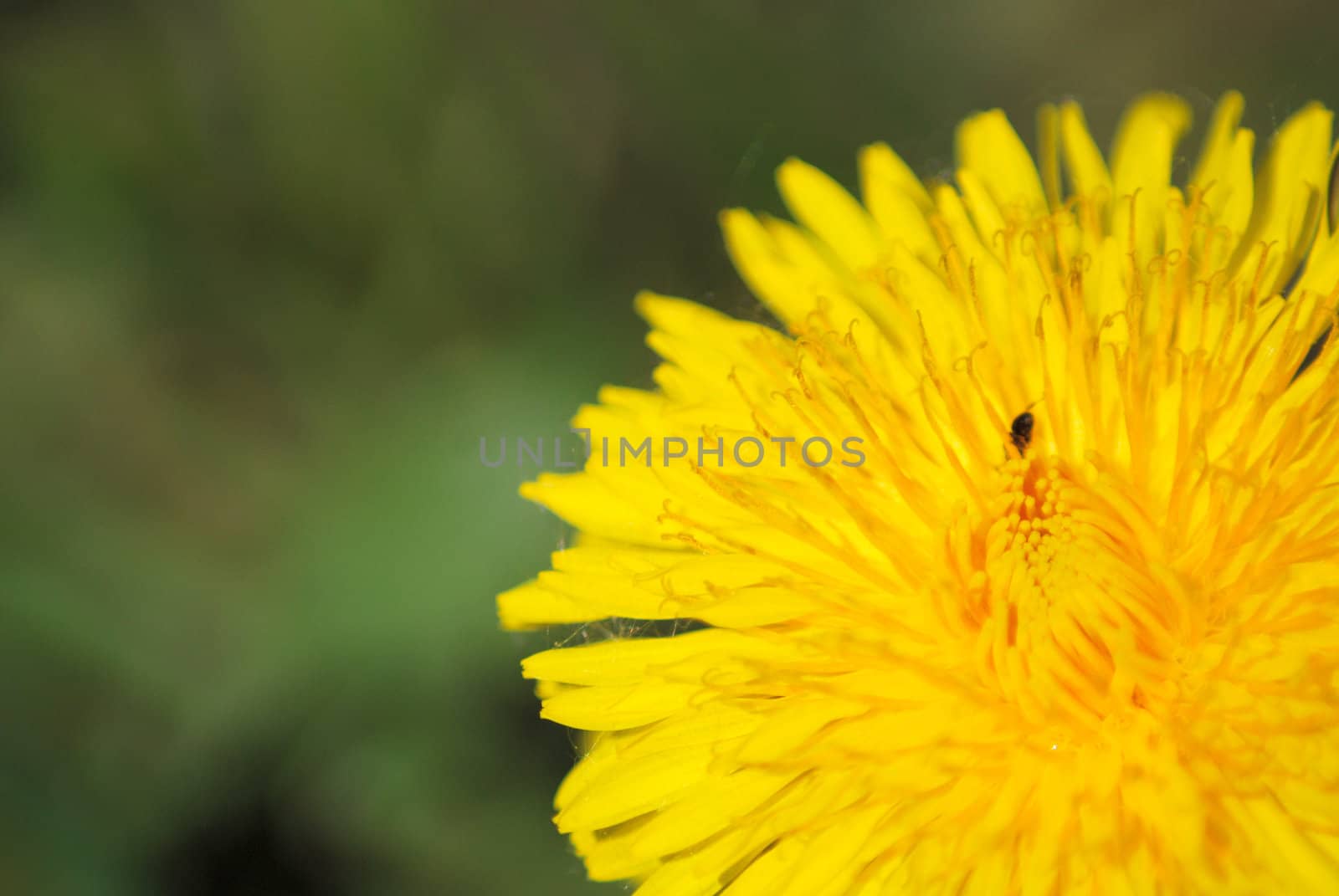 coltsfoot bloom  on green background  - Tussilago farfara in mac by svtrotof