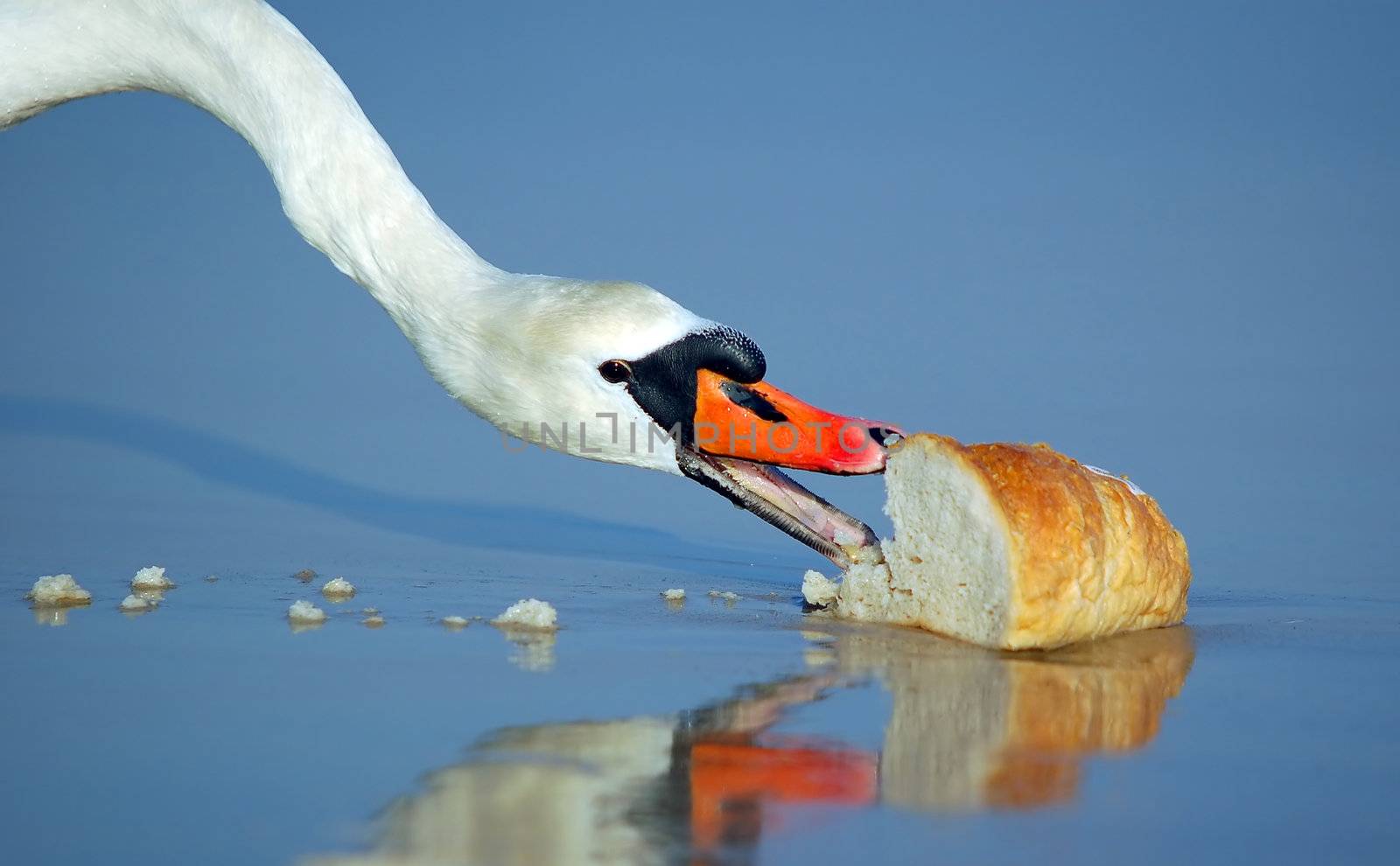 Beautiful swan eating bread
