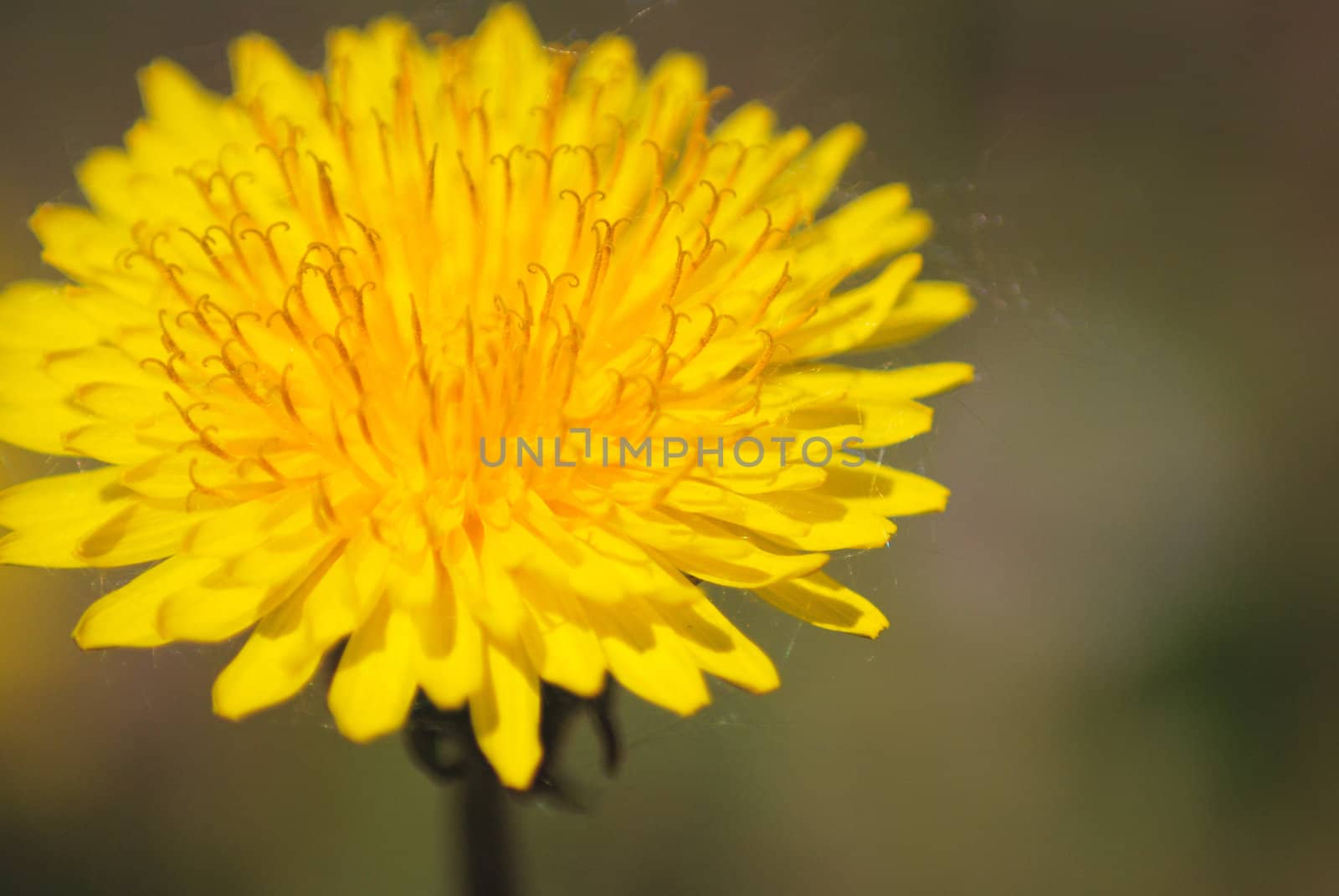 coltsfoot bloom  on green background  - Tussilago farfara in mac by svtrotof