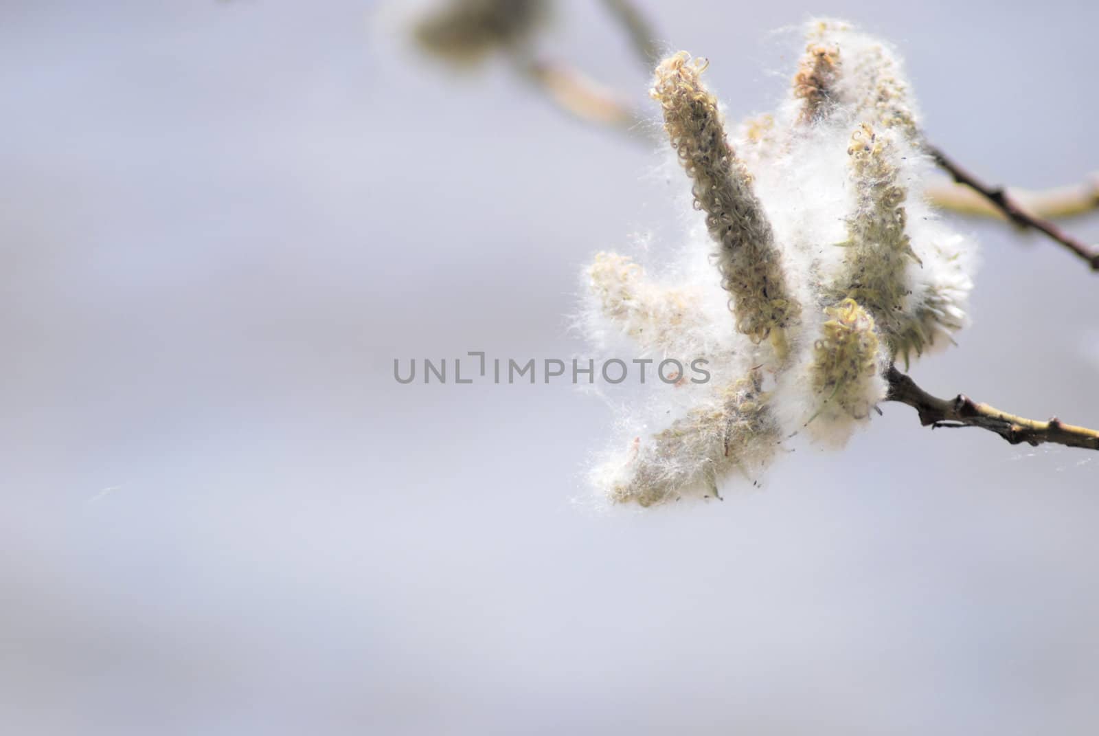 poplar down on water background at the summer, cottonwood fluff  by svtrotof