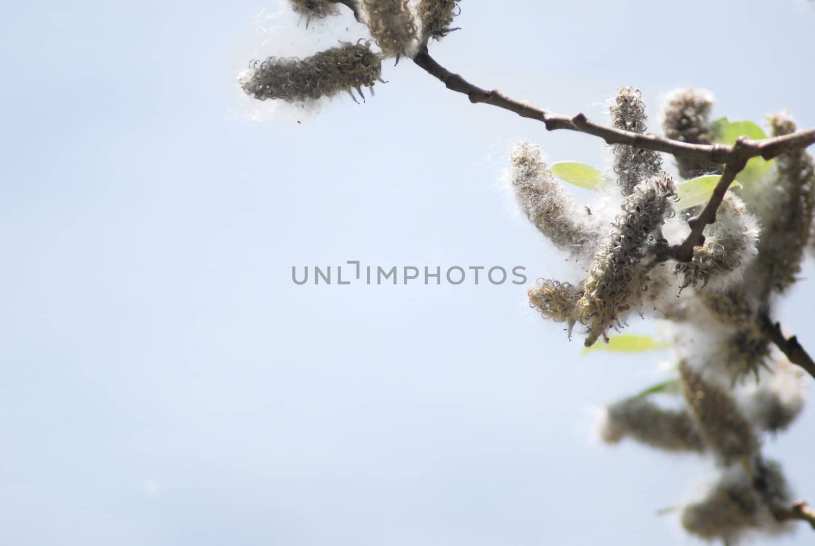 poplar down on water background at the summer, cottonwood fluff 