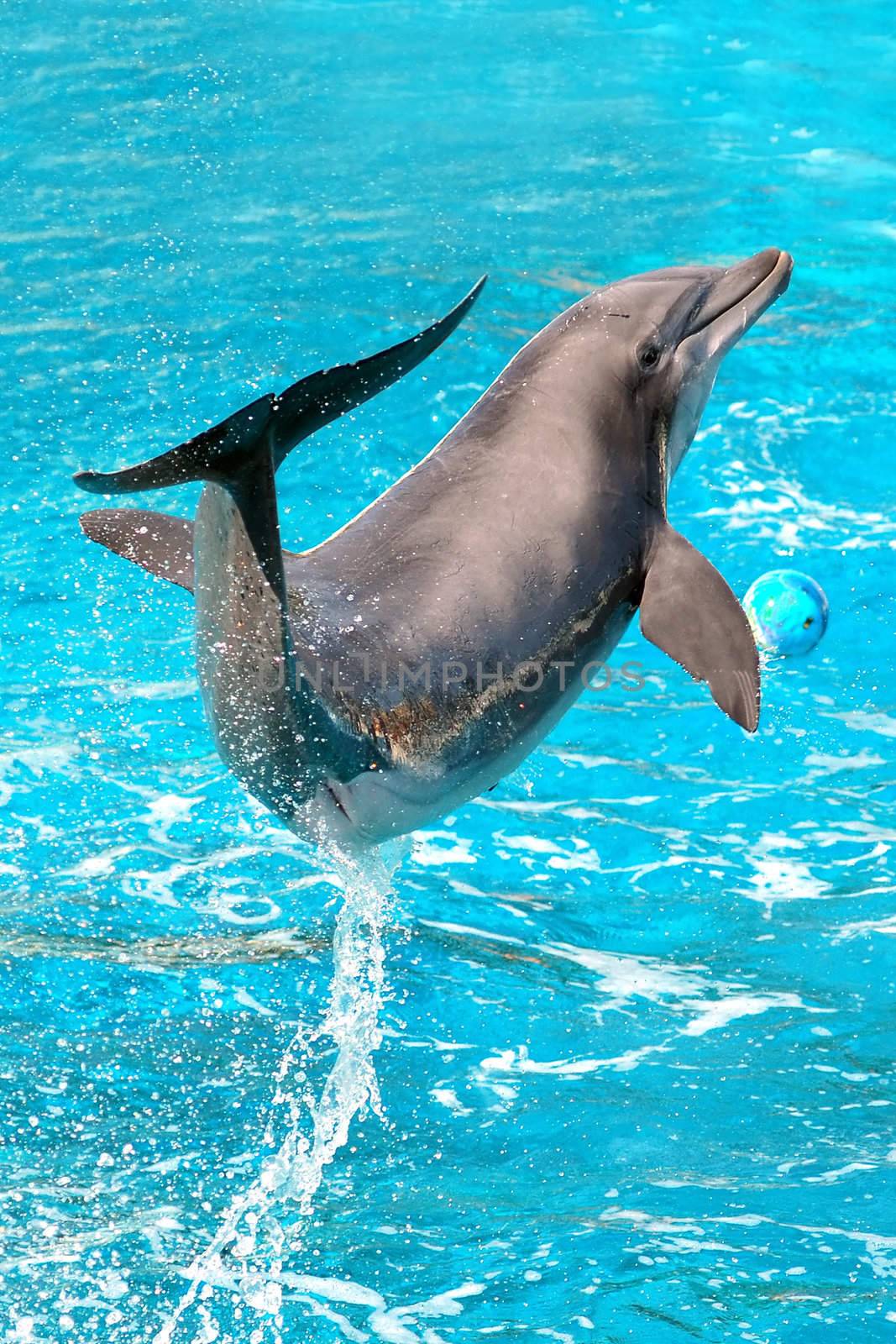 Dolphin plays in pool