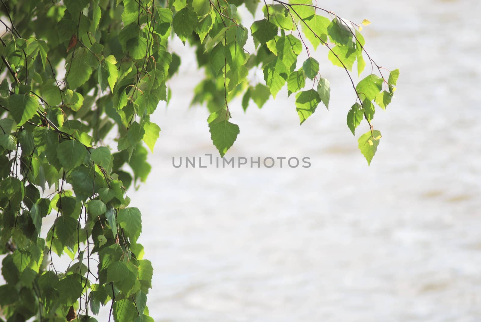 green birch leafage on water background at the summer  by svtrotof