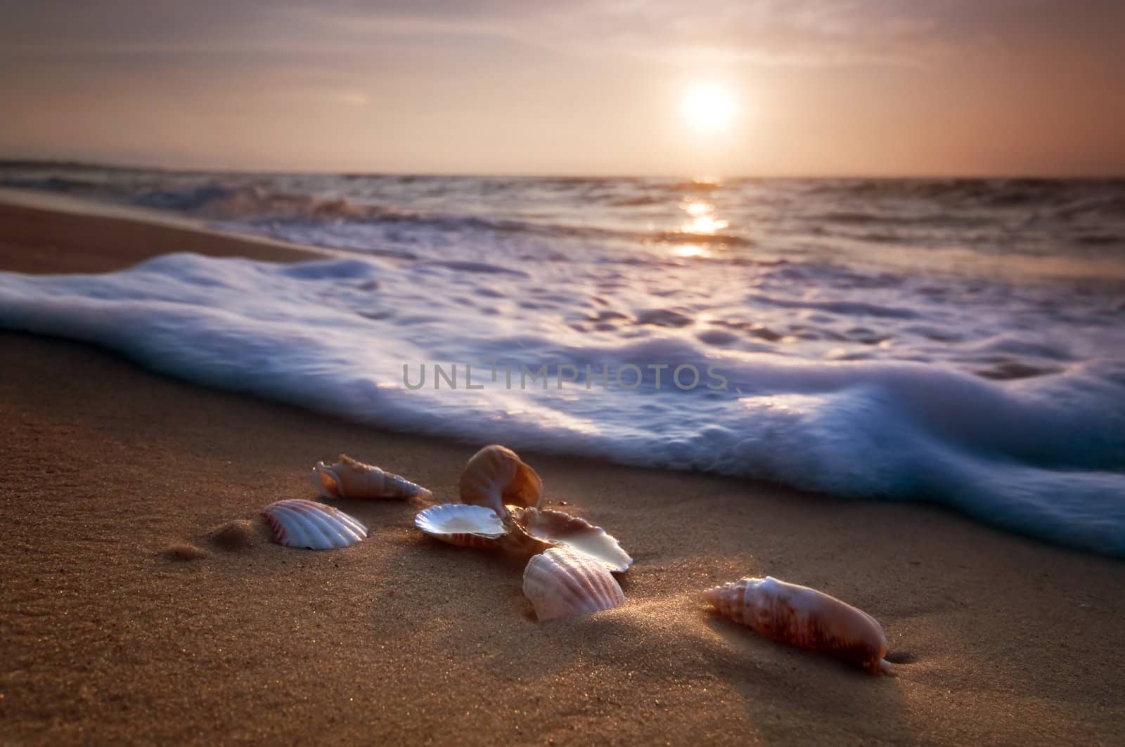 Waves approaching sea shells lying on sand during sunset