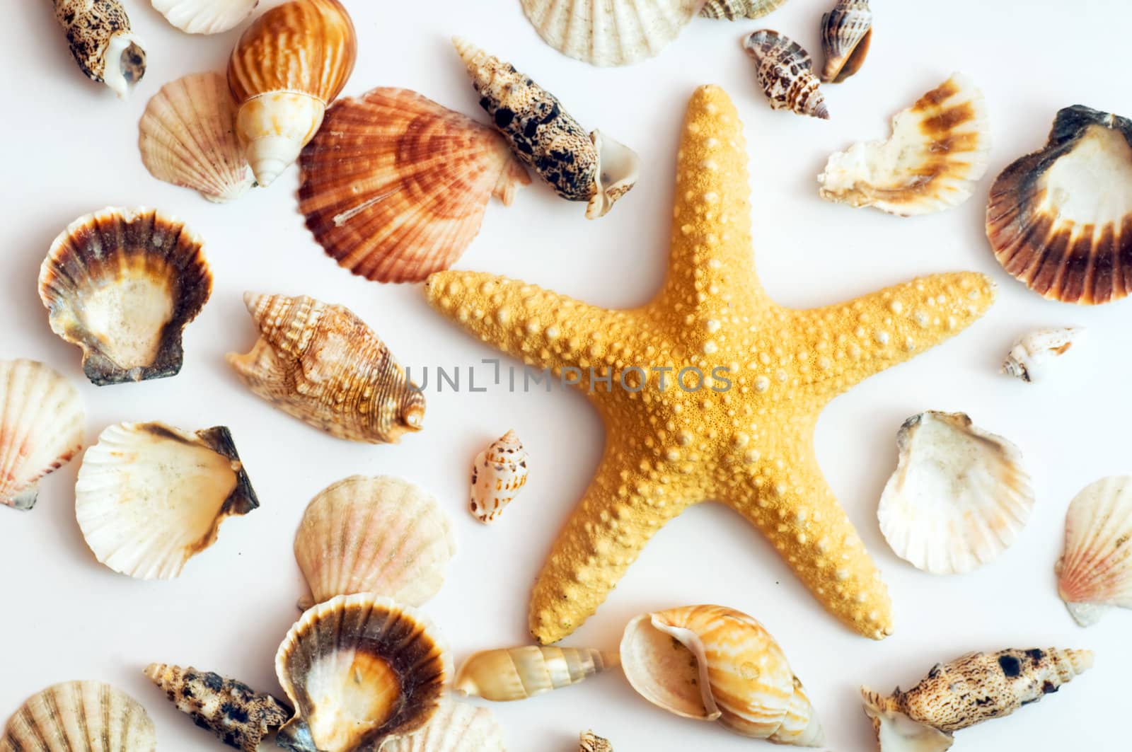 Starfish and shells isolated on white background