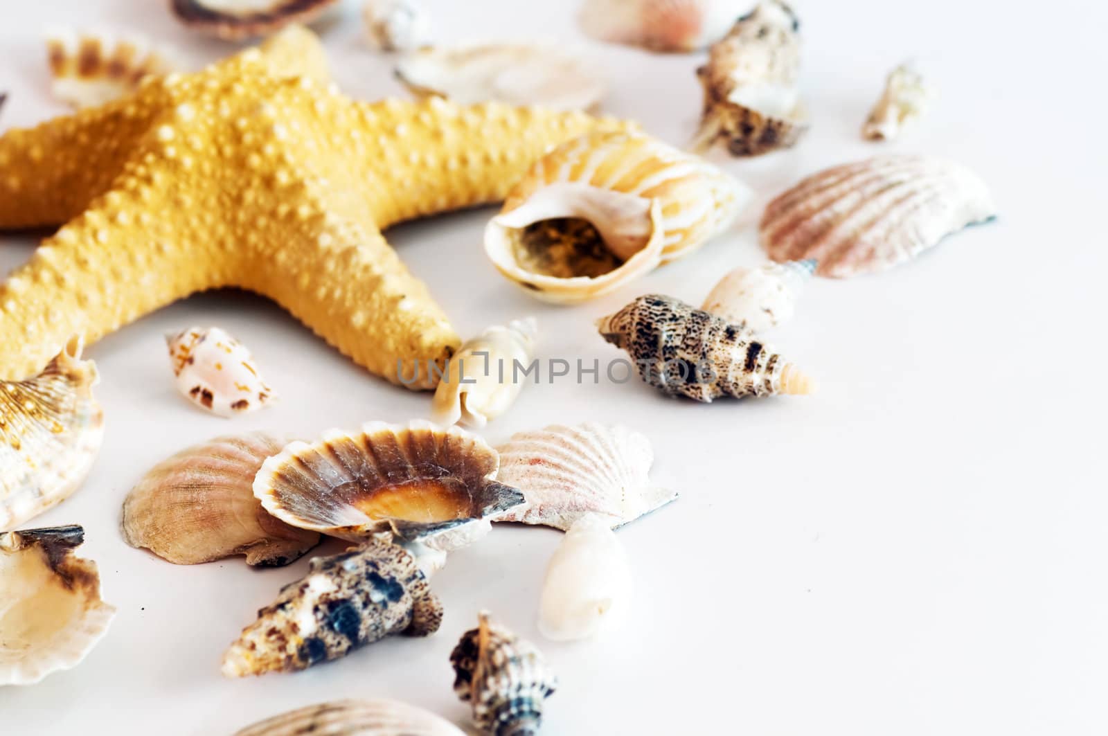 Starfish and shells isolated on white background