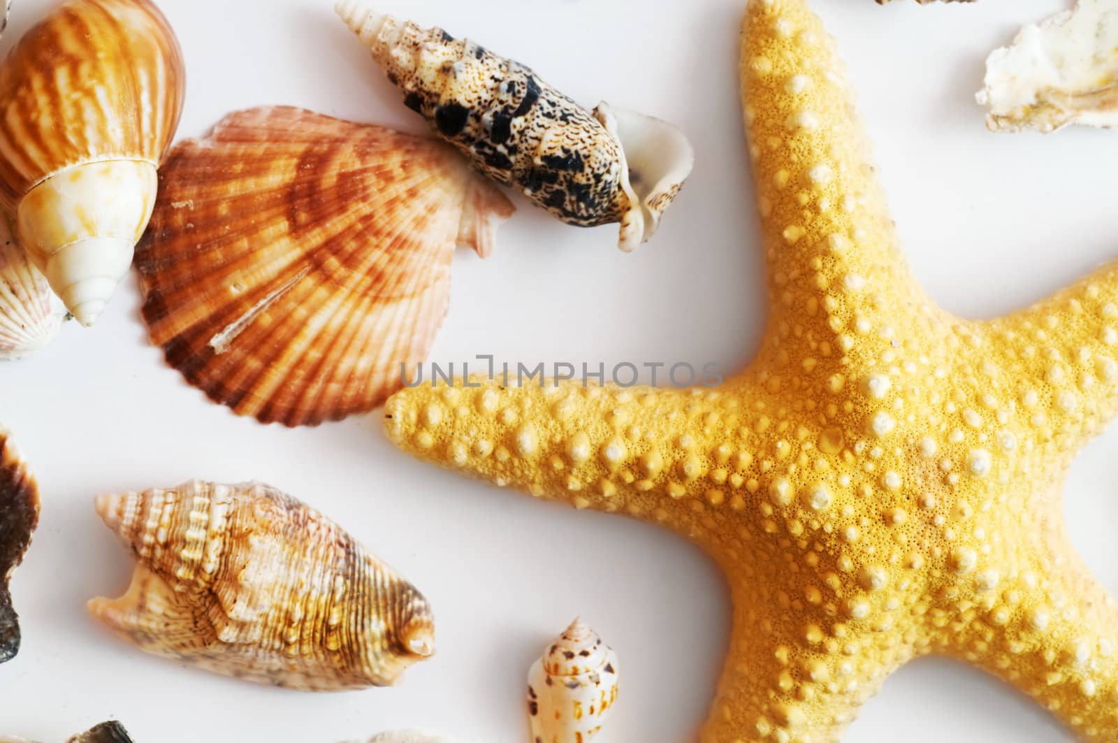 Starfish and shells isolated on white background