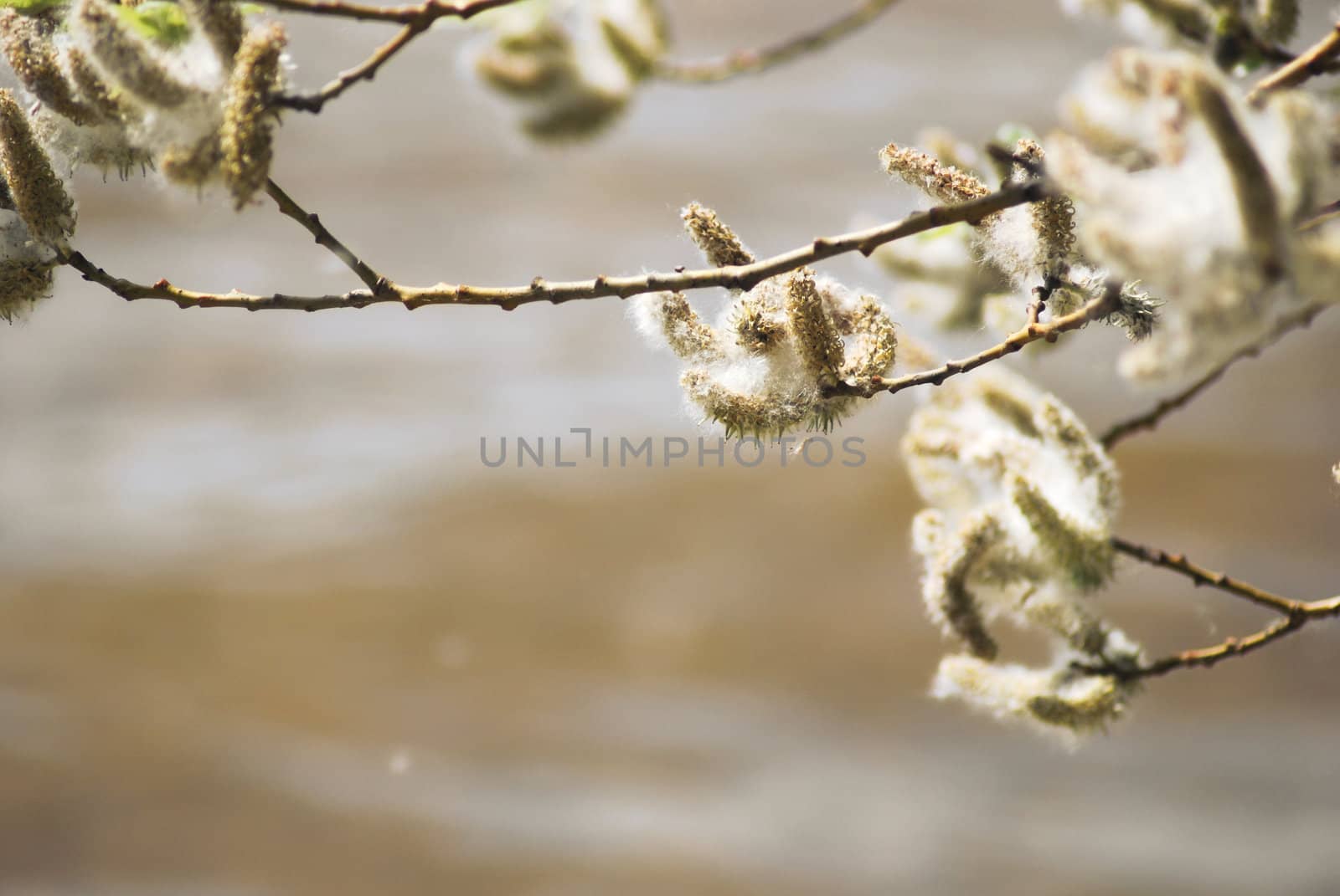 poplar down on water background at the summer, cottonwood fluff  by svtrotof