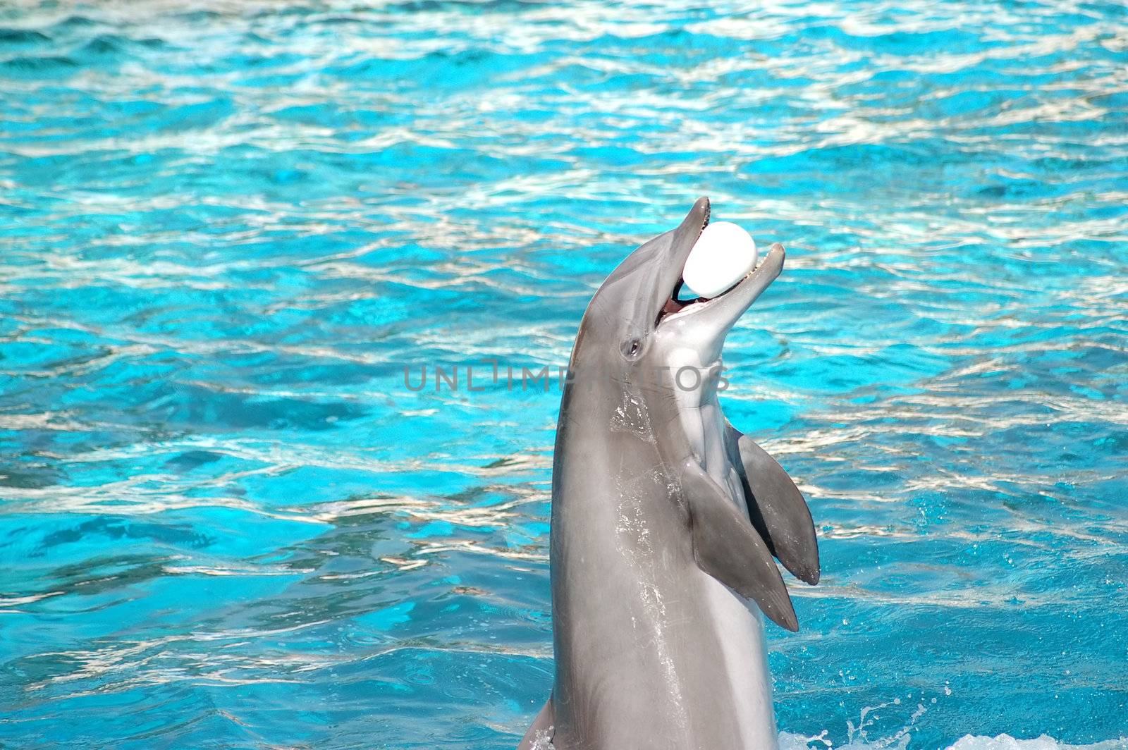 Dolphin plays with ball