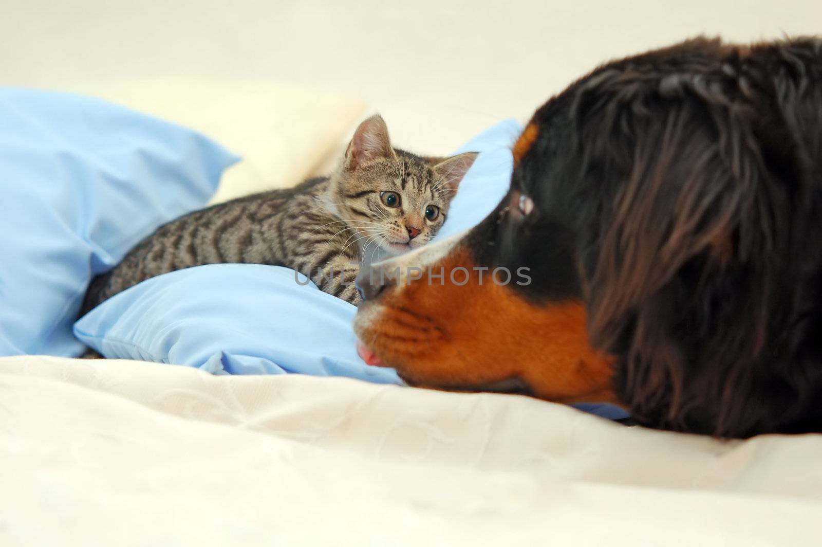 Dog and kitten playing on bed