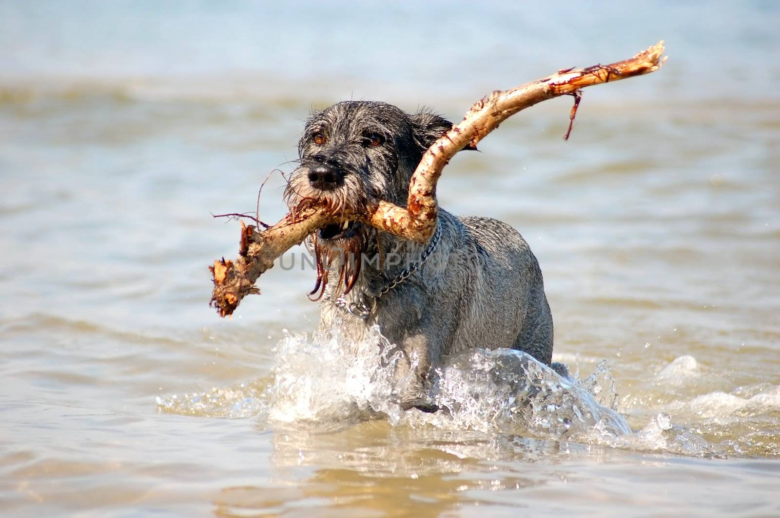 Dog Schnauzer having fun in the sea