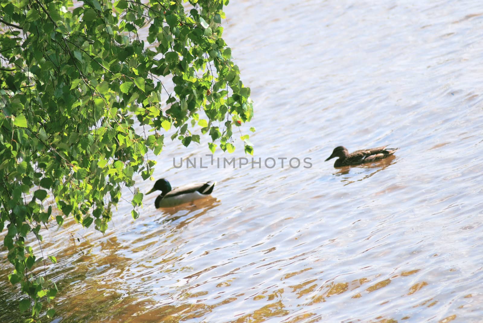 couple of duck and drake are floating by svtrotof