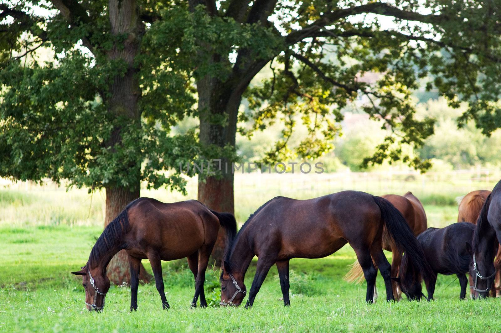 Beautiful horses on the field. Wildlife