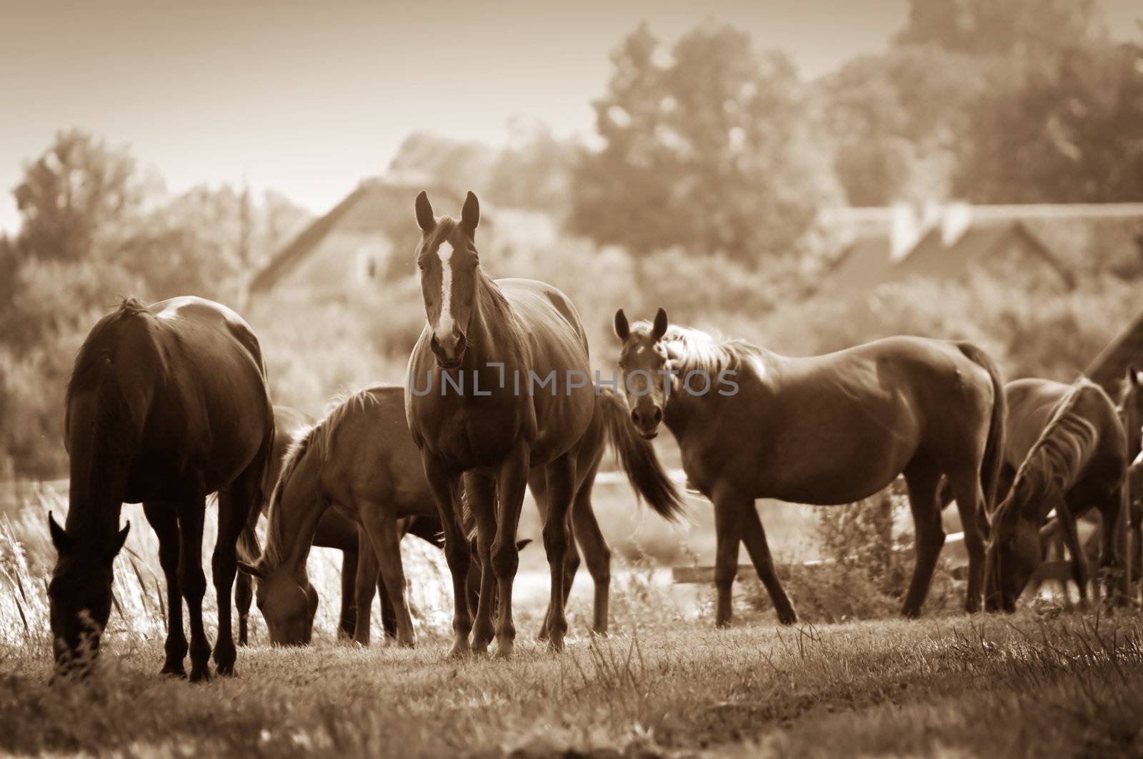 Beautiful horses on the field. Wildlife