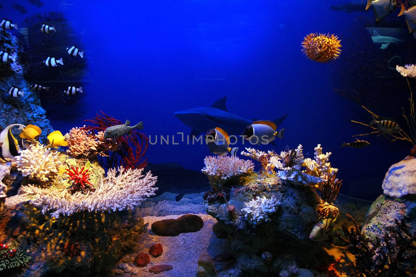 Underwater background - fishes and coral
