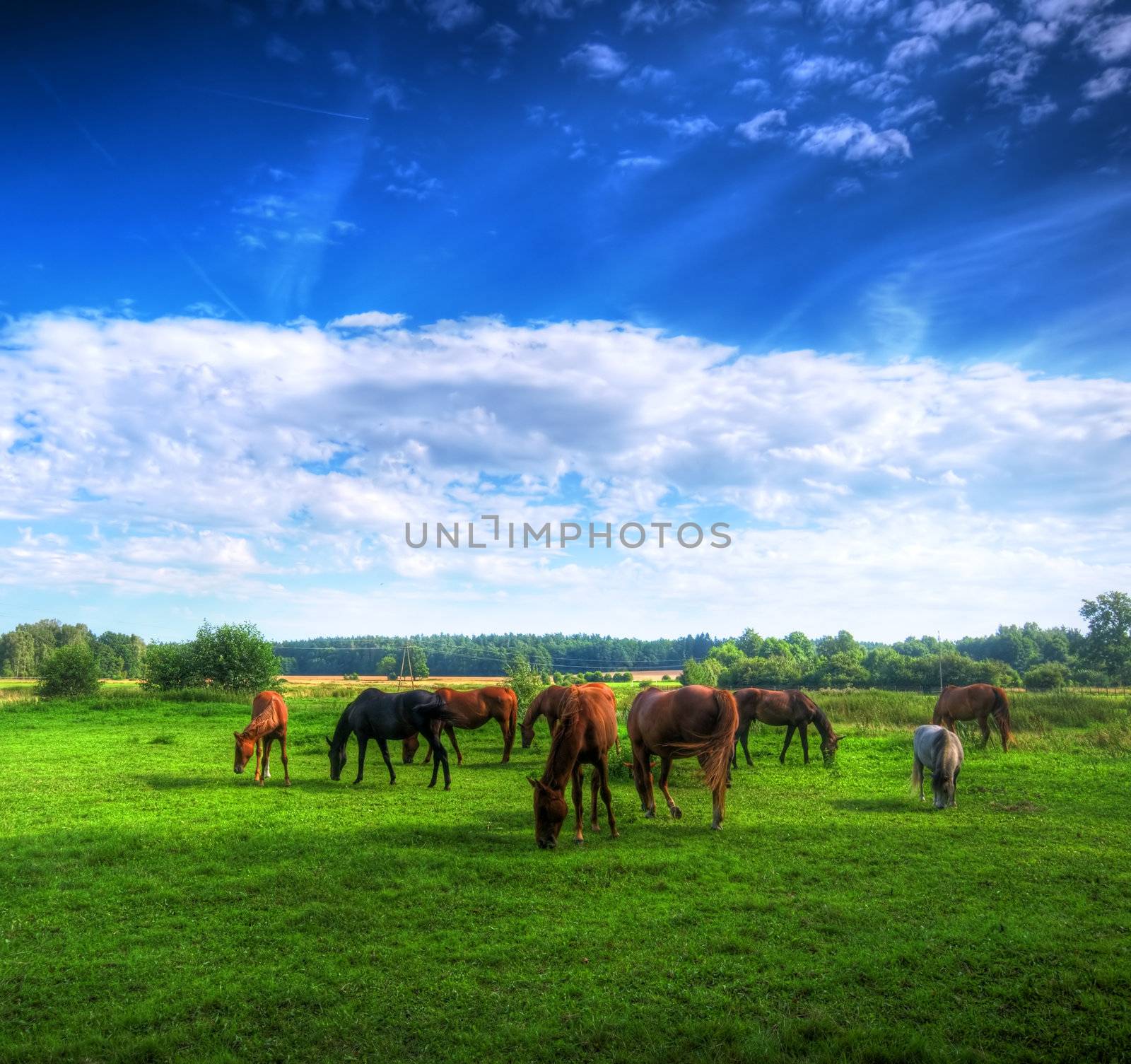 Beautiful wild horses on the perfect field. 