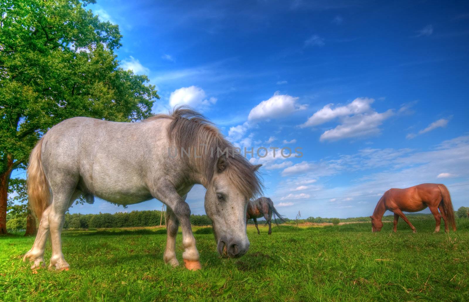 Beautiful wild horses on the perfect field. 