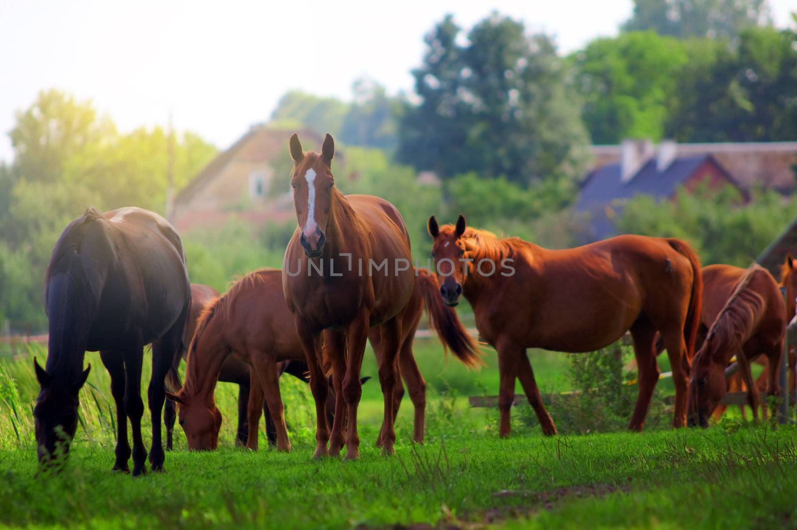 Beautiful horses on the field. Wildlife