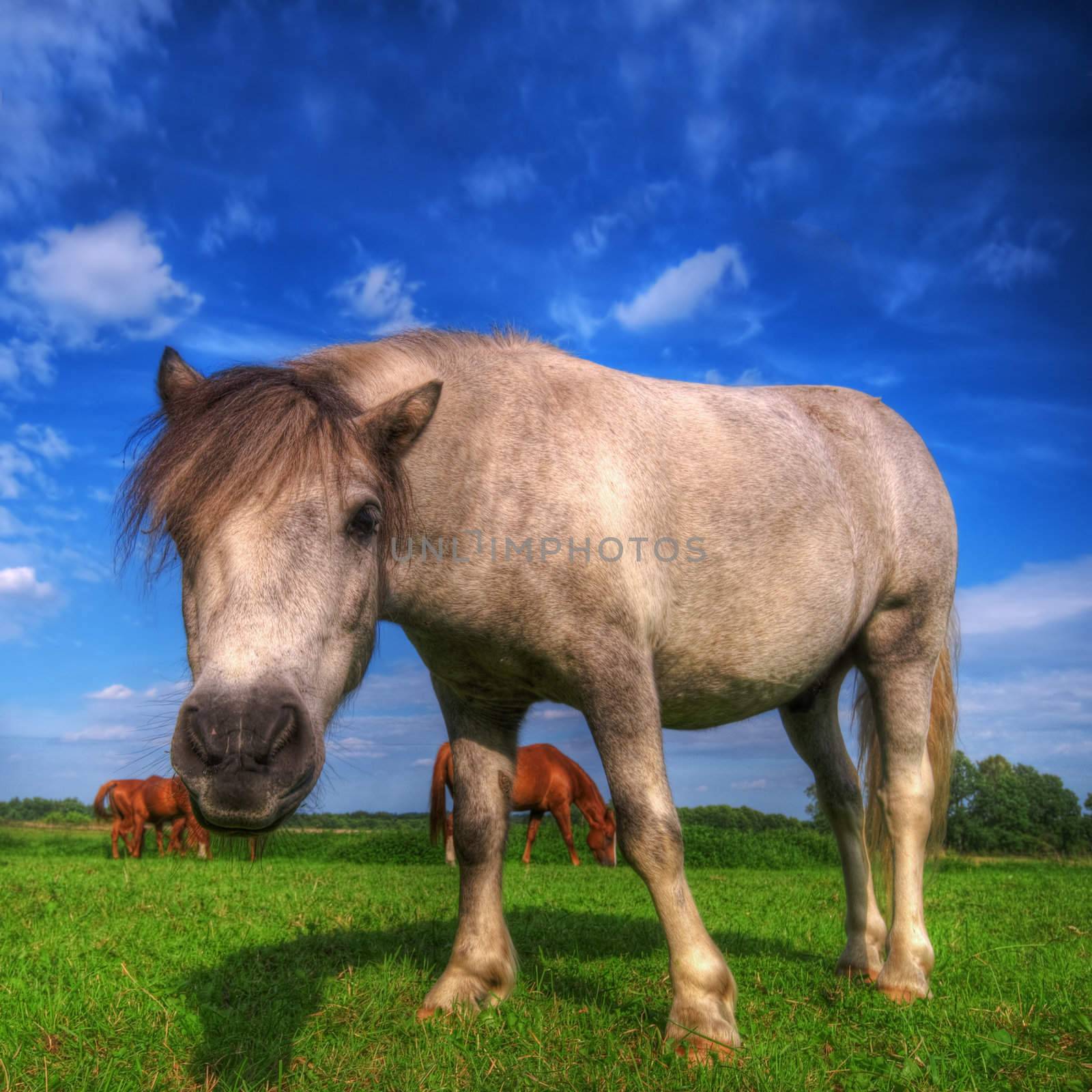 Beautiful wild young horse on the summer field.