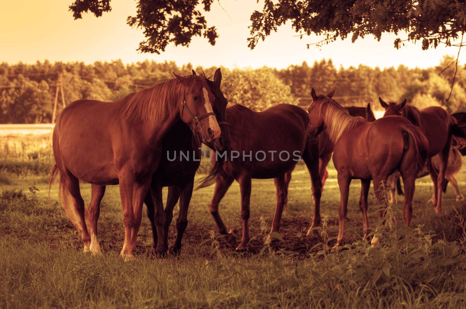 Beautiful horses on the field. Wildlife