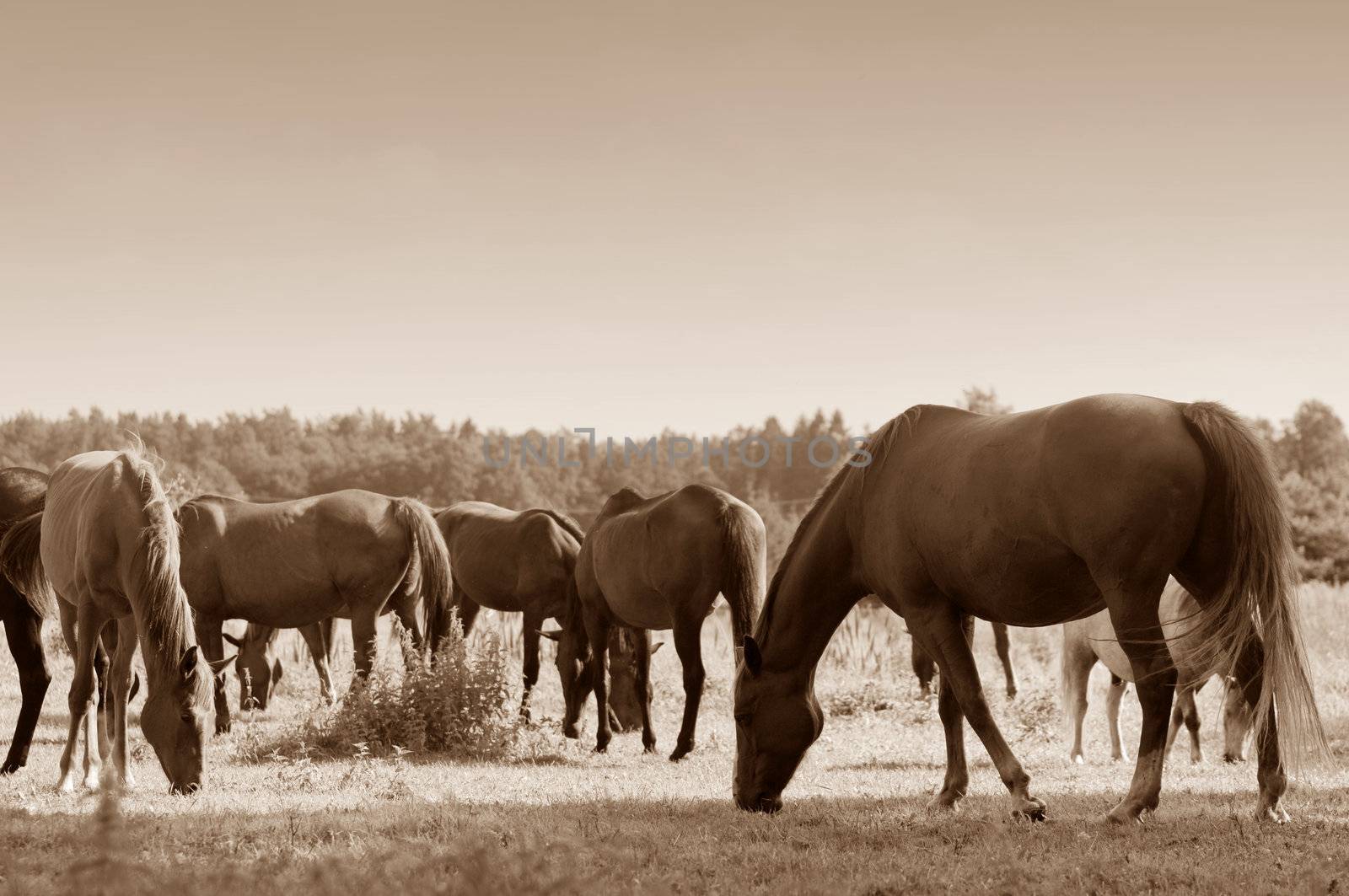 Beautiful horses on the field. Wildlife