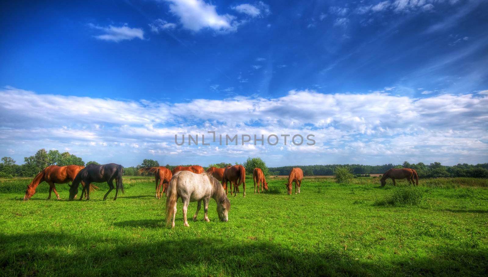 Beautiful wild horses on the perfect field. 