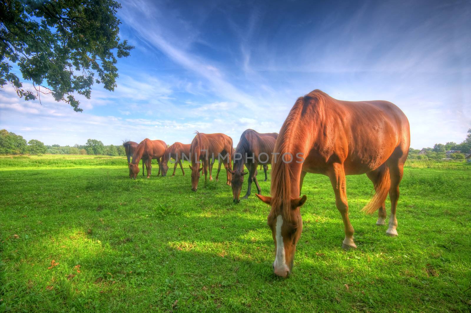Beautiful wild horses on the summer field. 