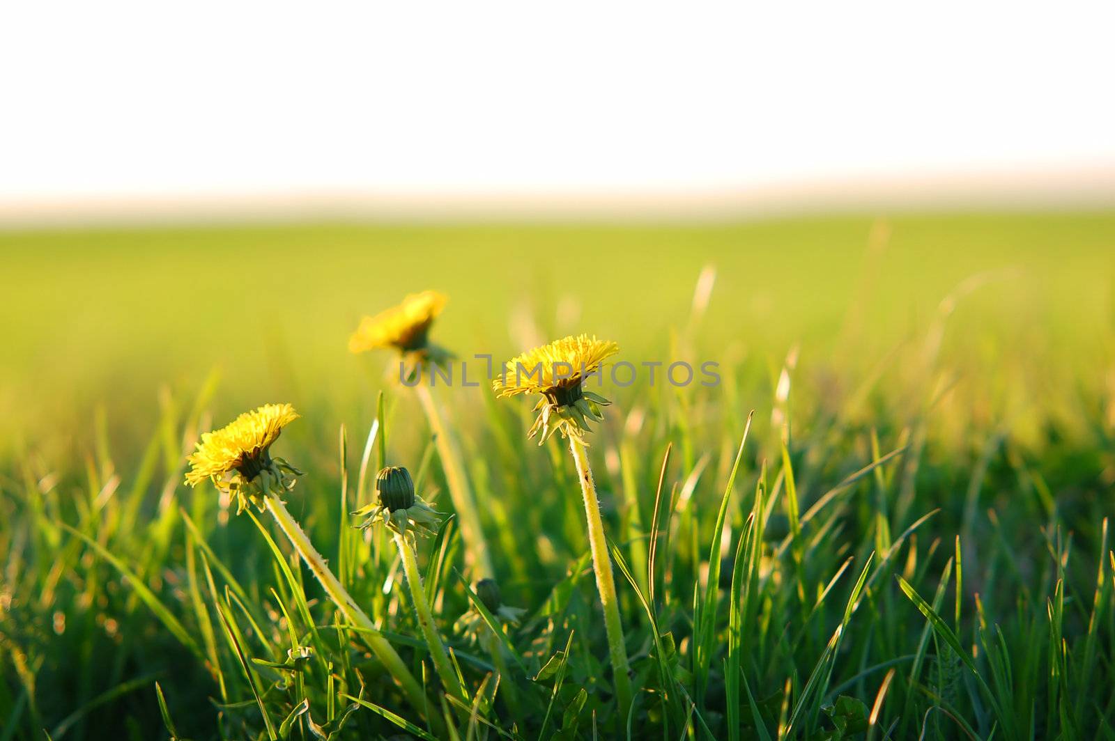 Fresh spring meadow with dandelion in fresh grass. Copy space above