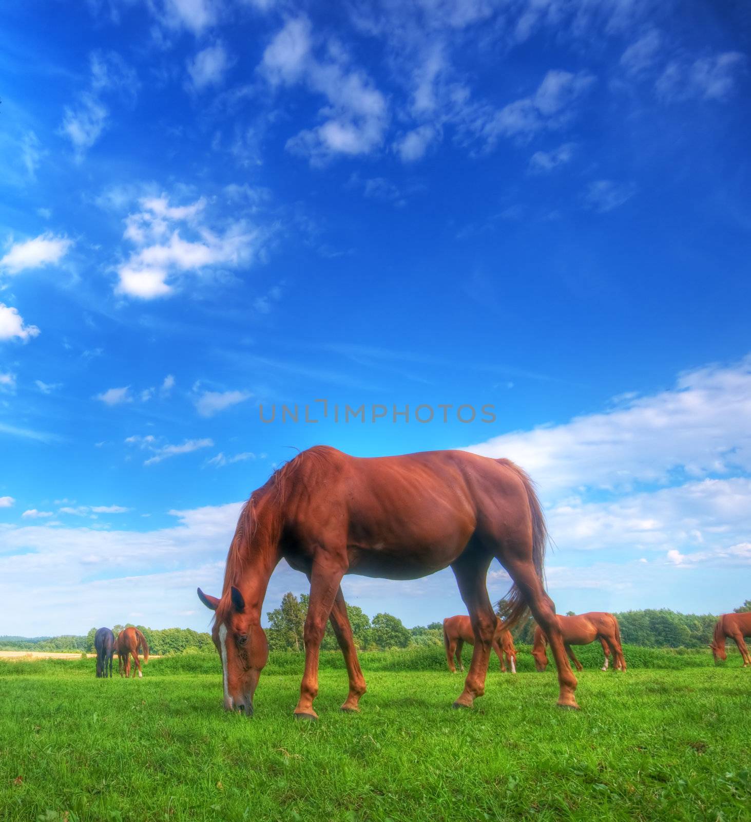 Beautiful wild horse on the perfect field.