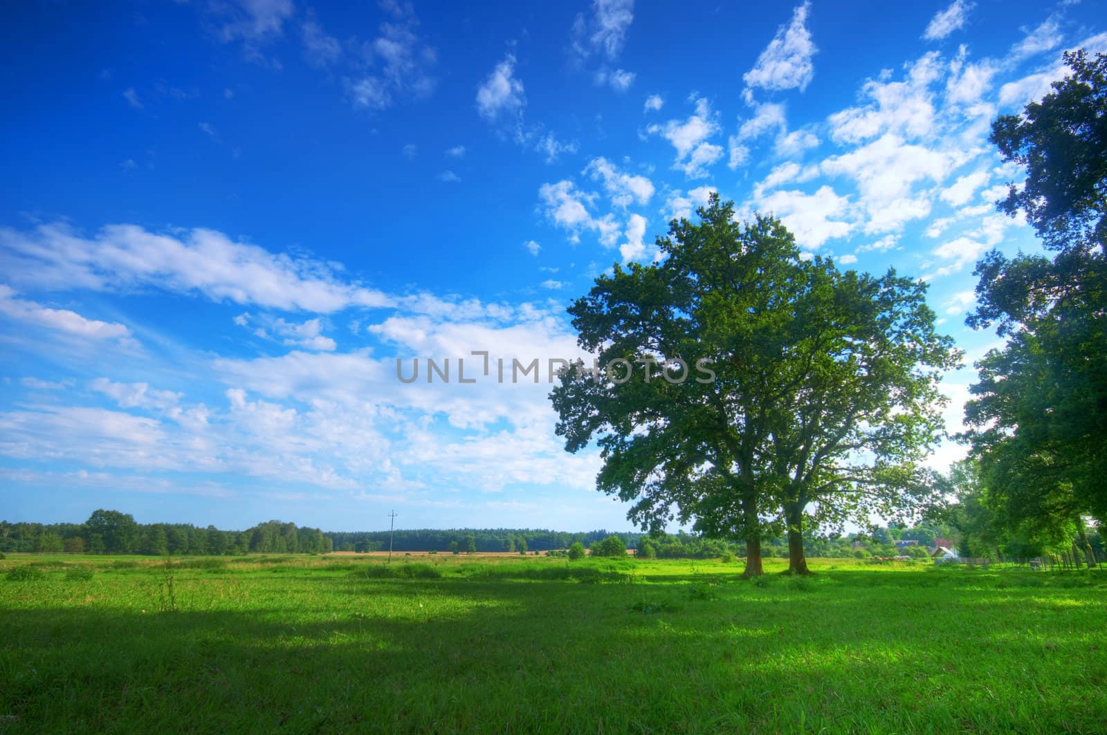 Tree on green summer field