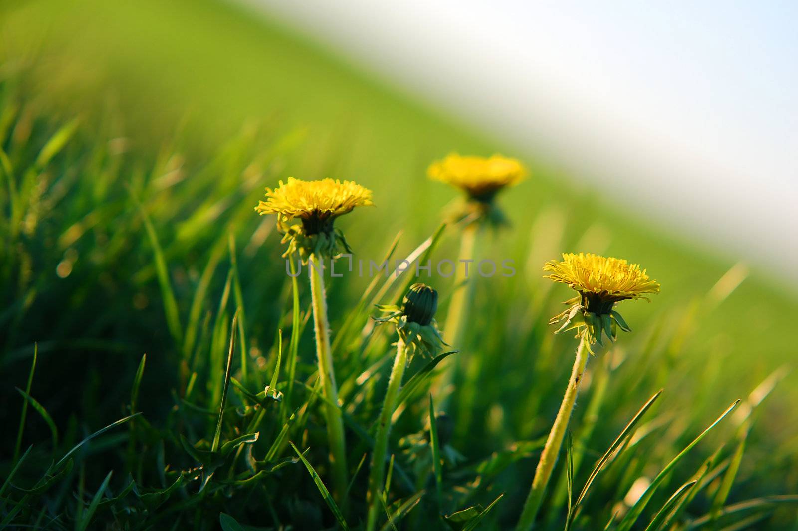 Fresh spring meadow with dandelion in fresh grass. Copy space above