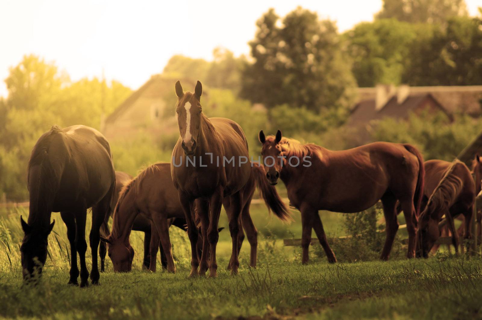 Beautiful horses on the field. Wildlife